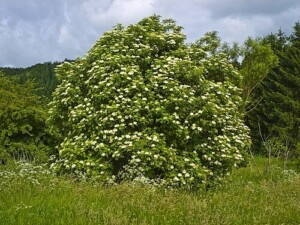 SUREAU fleur mondée bio pour mélanges(g)*