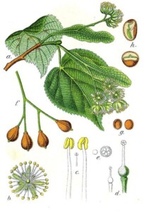 TILLEUL AUBIER (g)