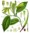 ROOIBOS VANILLE bio (g)*