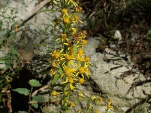 VERGE d'OR plante coupée bio* (Kg)