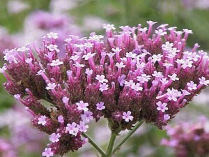 VERVEINE odorante surchoix (g)