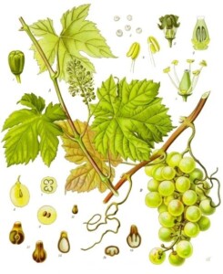 VIGNE ROUGE feuille coupée (g)