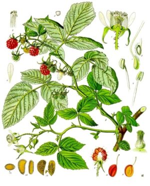 Baies & Fruits