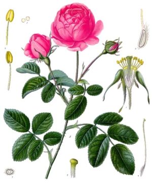 Soins & Cosmétiques