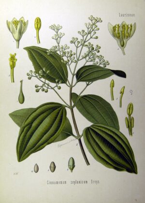 Écorces & Bois