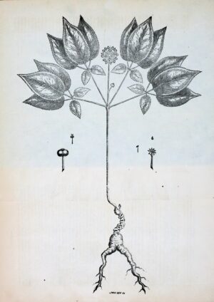 Ginsengs et assimilés
