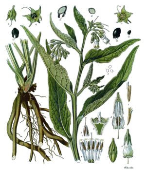 Plantes reminéralisantes