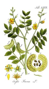 SENE feuille (g)