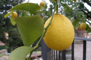 CITRON semoule BIO (g)*