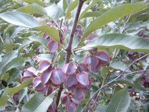 COMBRETUM (KINKELIBA) (g)