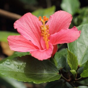 HIBISCUS fleur bio (g)*